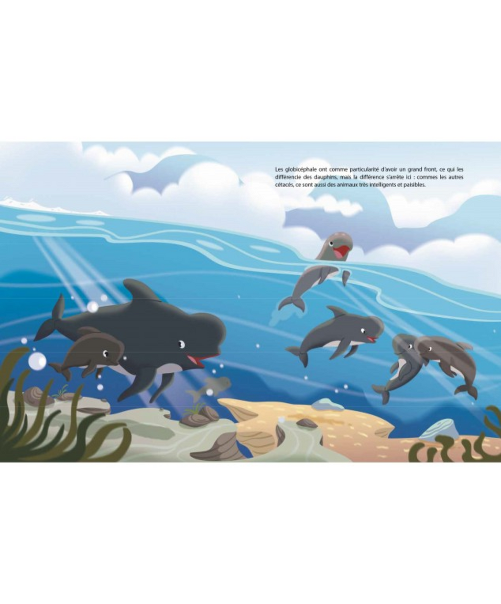 Captain Paul: Save the pilot whales