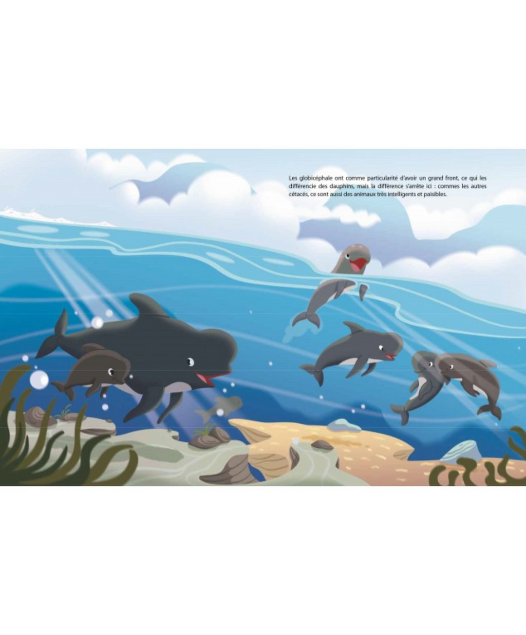 Captain Paul: Save the pilot whales