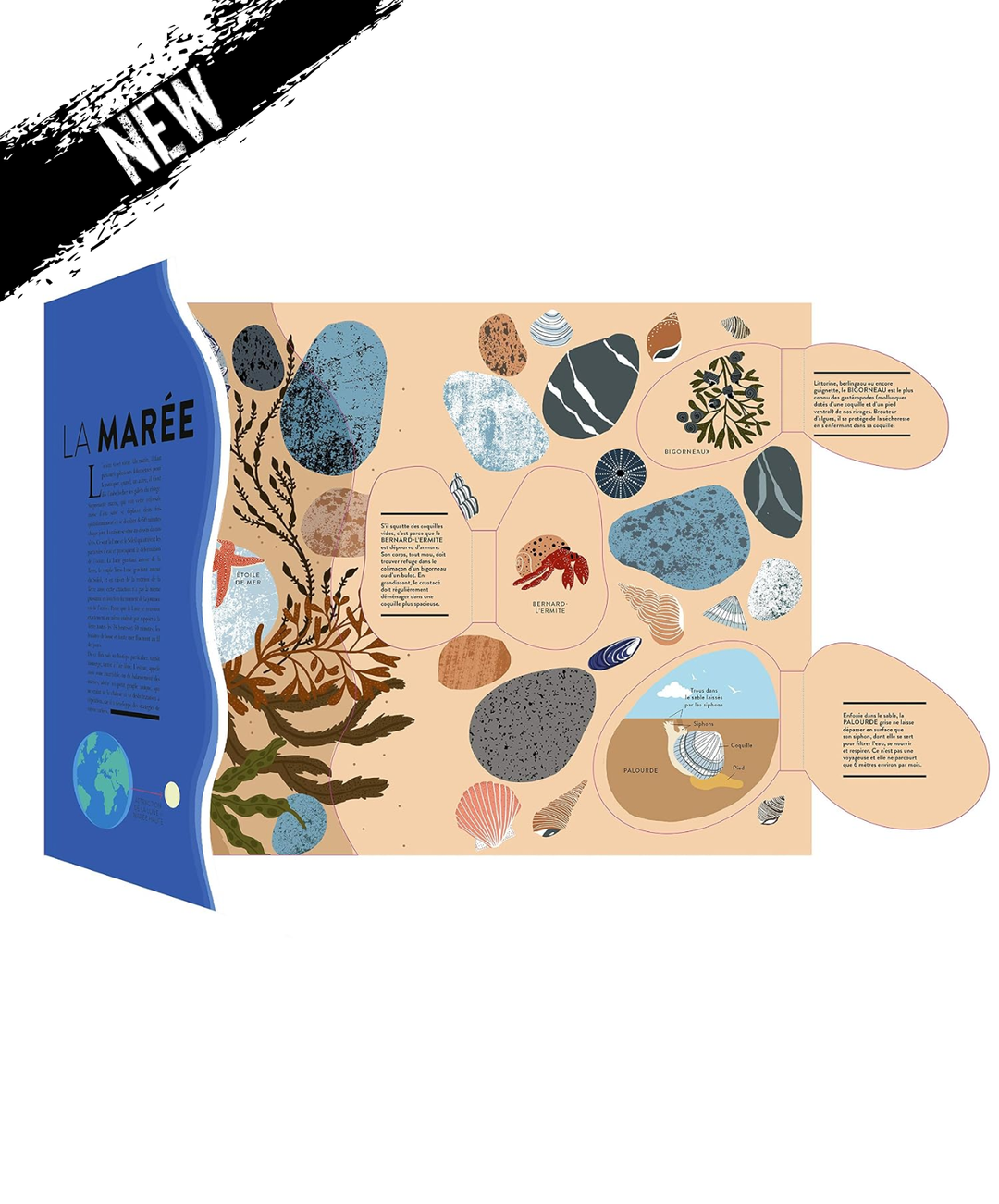 Livre Océan - Découpes et animations pour explorer le monde marin