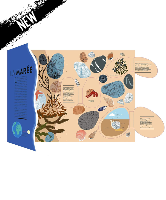 Livre Océan - Découpes et animations pour explorer le monde marin